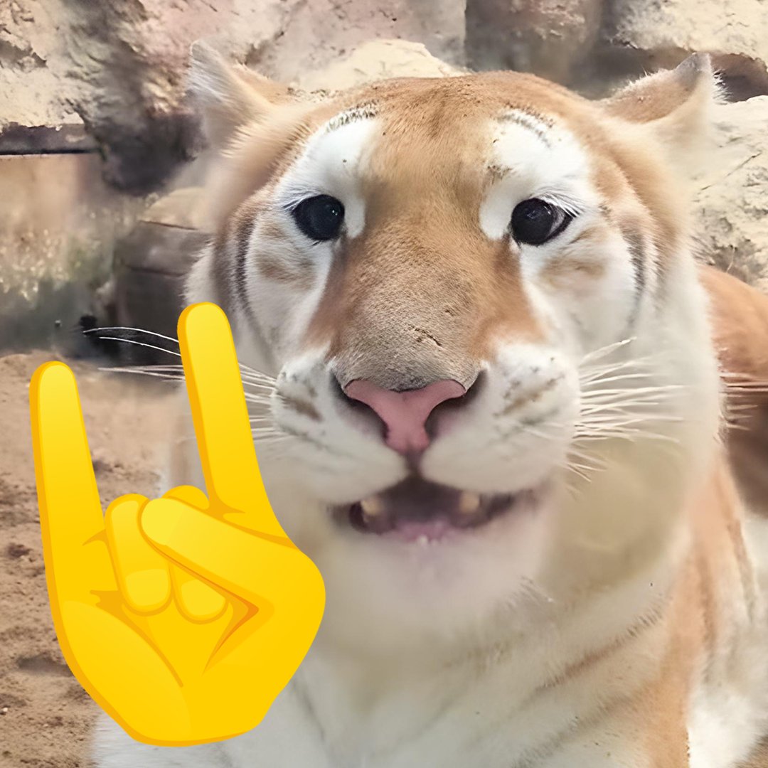 avathecutetiger's tweet photo. @selor Ticker is $AVA bro.
we have Strong holders! and our AIM is new ATH!

H1vAwYTZkL2Bq8tpS5DhC4pPJjhMLviH2ScGjuePpump https://t.co/MaWVo05k8y