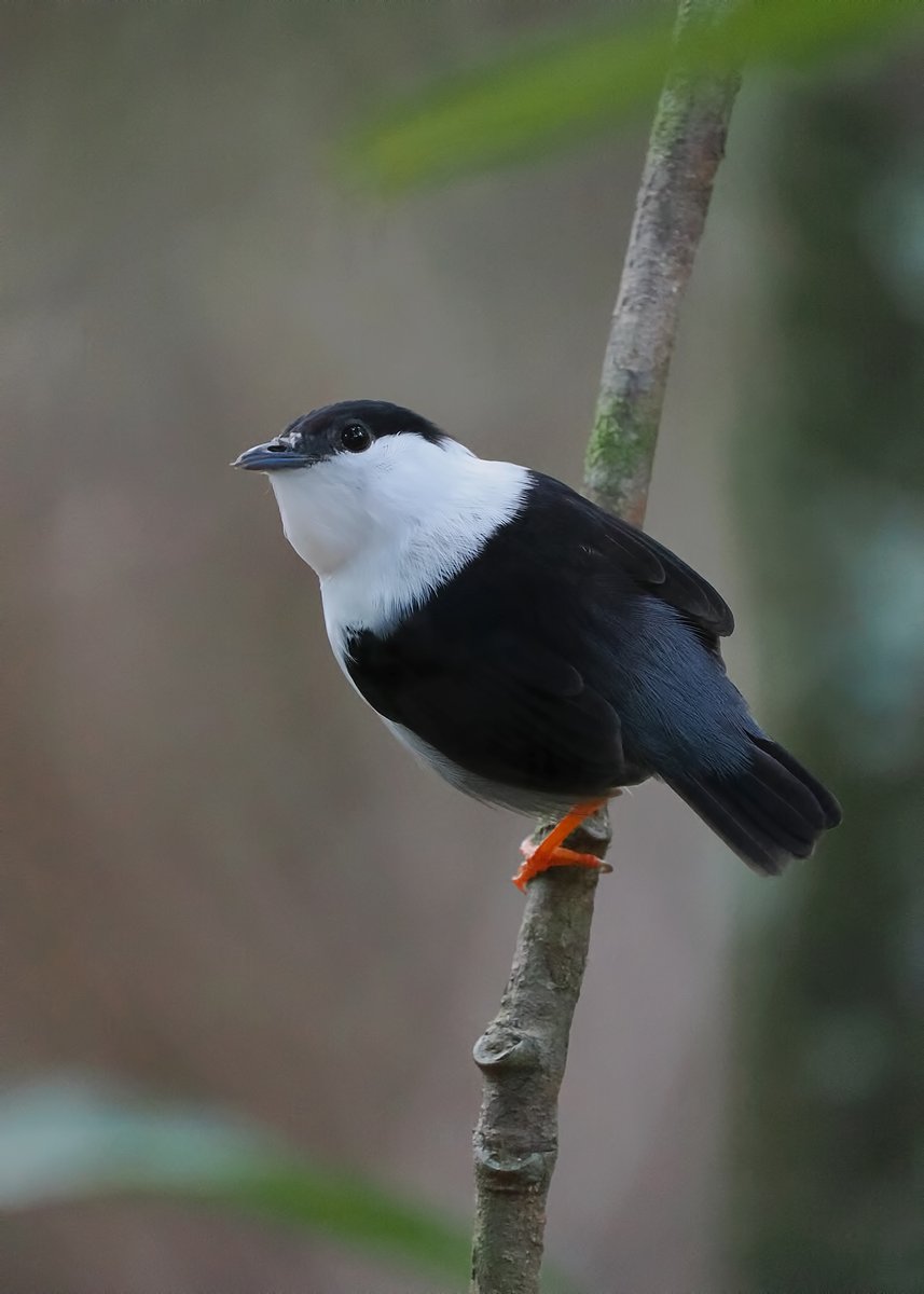 Michael Southcott tweet media