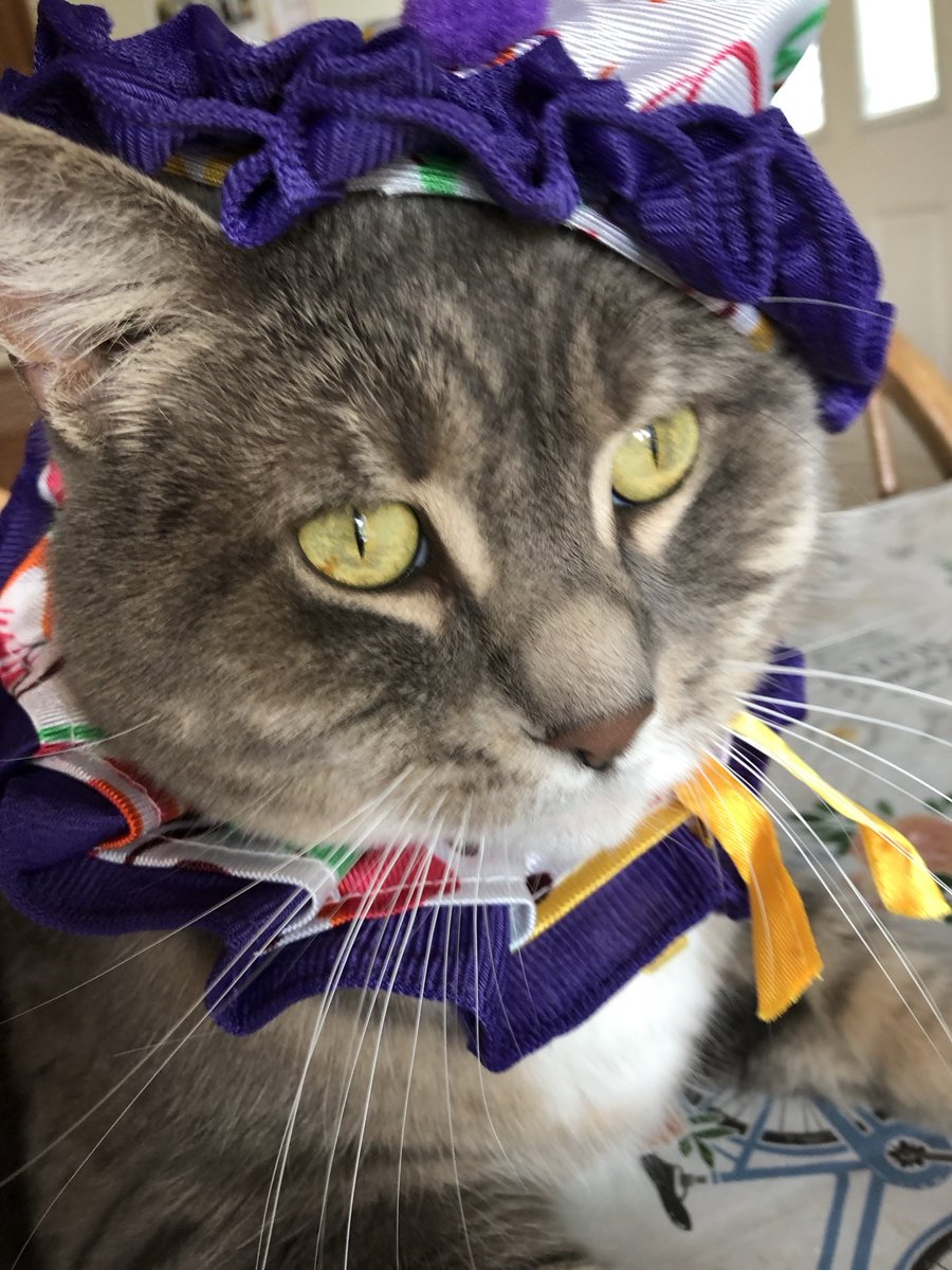 Happy Belated 11th Birthday Maggie, mom missed it being away🙀Have a pawsome day pals and Happy Mother’s Day! ❤️Maggie and Teddy
#catsarefamily, CatsOnX, #tabby 😻😽🐈‍⬛🐾🥳🎉🎂🐕🐶🌺🌻