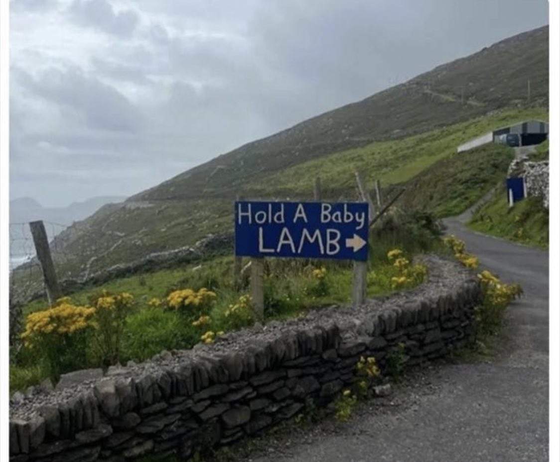 If you ever wanted to kidnap <a href="/rickygervais/">Ricky Gervais</a> and <a href="/JaneFallon/">Jane Fallon</a>, use this trap

#DutchBarn 🌈🐑🐑🐑🐑