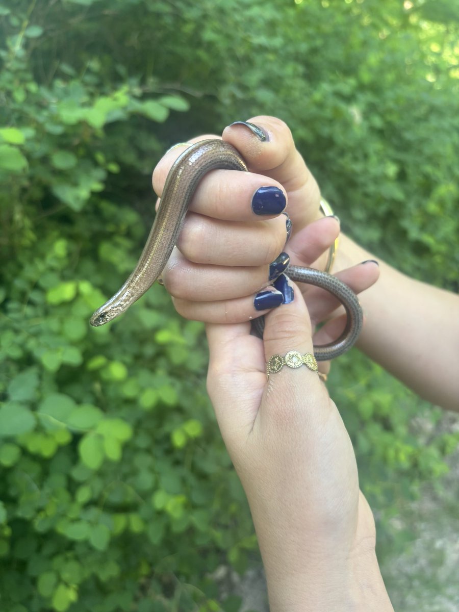 Found a slow worm (Anguis fragilis) 😍. My first time seeing a legless lizard!