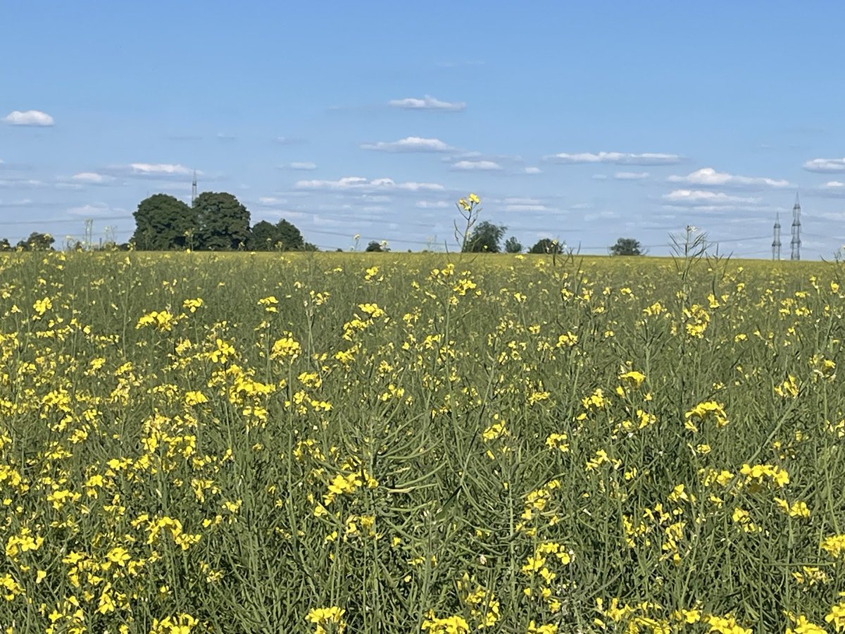 Wenn der Raps verblüht ist, ist das wenig spektakulär. Für uns Landwirte beginnt dann aber der entscheidende Teil: wie viele Schoten und wie groß, werden die Rapskörner schwer genug. Raps hat eine Pfahlwurzel, die aktuelle Trockenheit ist noch kein Problem. Noch….
