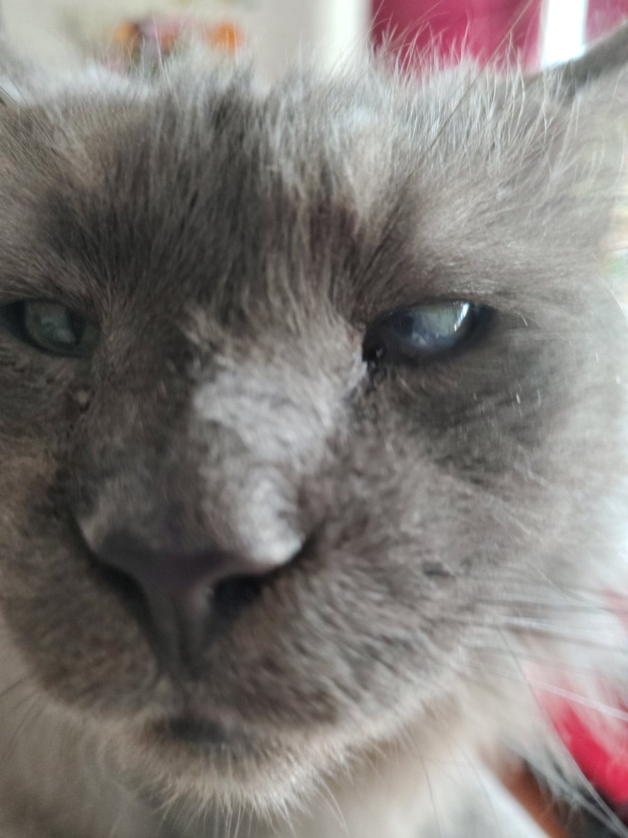 Pssst, hey Du. Ja, genau Du. Hier gibt es zwei Würmchen, die Hilfe brauchen. 
Wenn ich Dich jetzt gaaanz lieb anschaue - kuck! Total lieb! - kannst Du helfen? Vielleicht mit 'ner kleinen Spende? Oder einem Retweet?
Das wäre toll 💚
Danke sagt Horton 😽