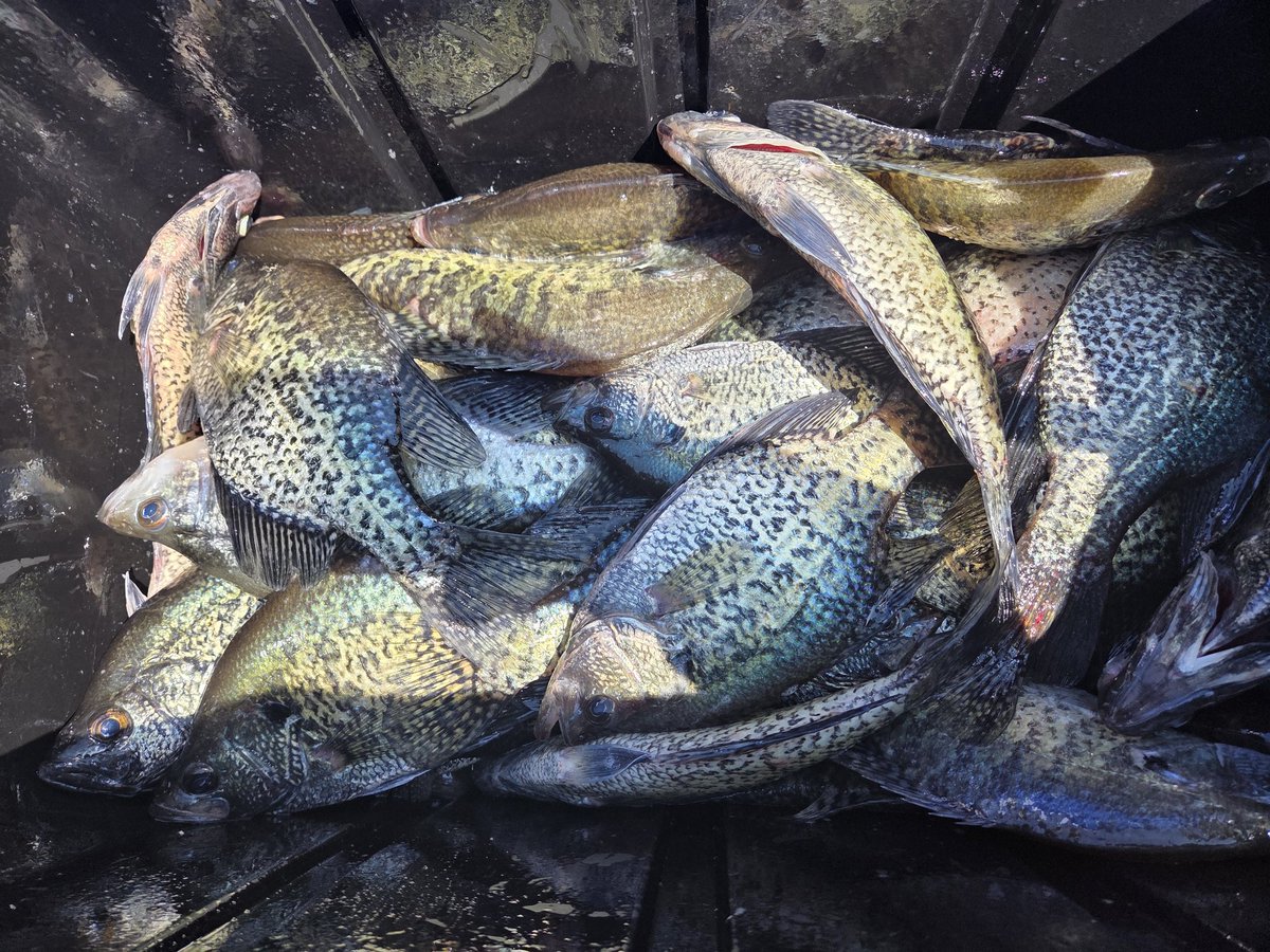 dcespeaks's tweet image. My mother (83 yrs young) wanted some Crappies for Mother's Day. Of course, being a good son, we made it happen. HAPPY MOTHER'S DAY!!!