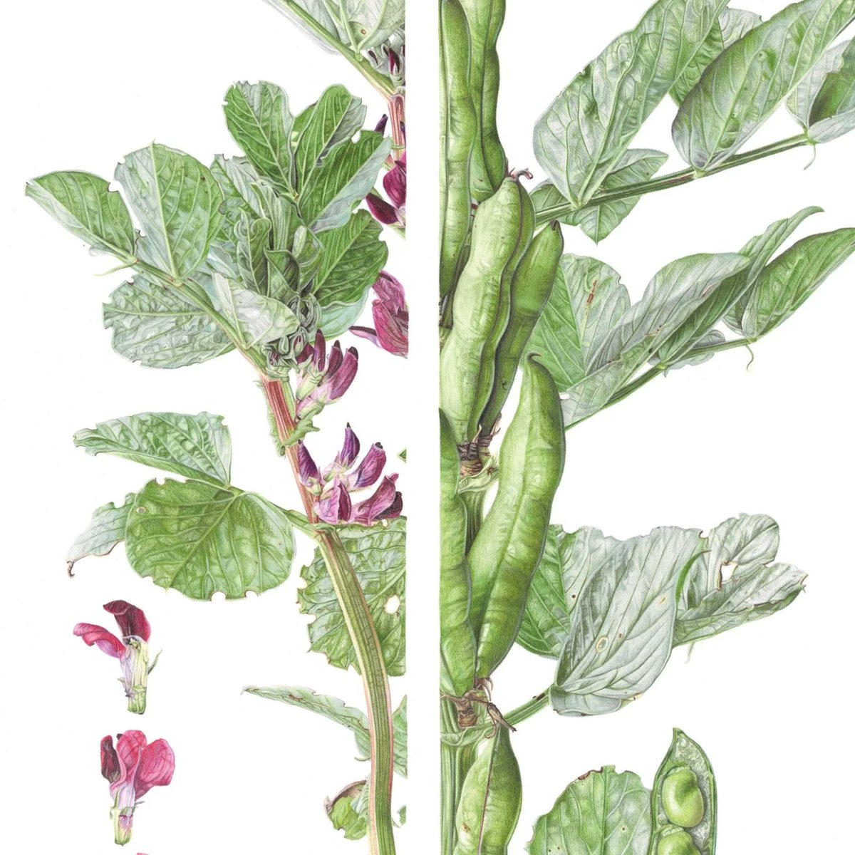 #BrumHour 🐝 Networking with #Birmingham (@brumhour) on Twitter photo Association of Botanical Artists <a href="/rbsagallery/">RBSA Gallery</a>
May 13-24 "Featured image: Carmen Lyons, Crimson Flowered Broad Bean"
Details: rbsa.org.uk/event/associat…
#Birmingham #BrumHour Association of Botanical Artists <a href="/rbsagallery/">RBSA Gallery</a>
May 13-24 "Featured image: Carmen Lyons, Crimson Flowered Broad Bean"
Details: rbsa.org.uk/event/associat…
#Birmingham #BrumHour