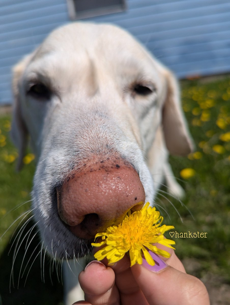 Happy Mother's Day to all our fabulous frens 🩷💐
Silly Hankster picked you this flower 🤭🐽🌼💛