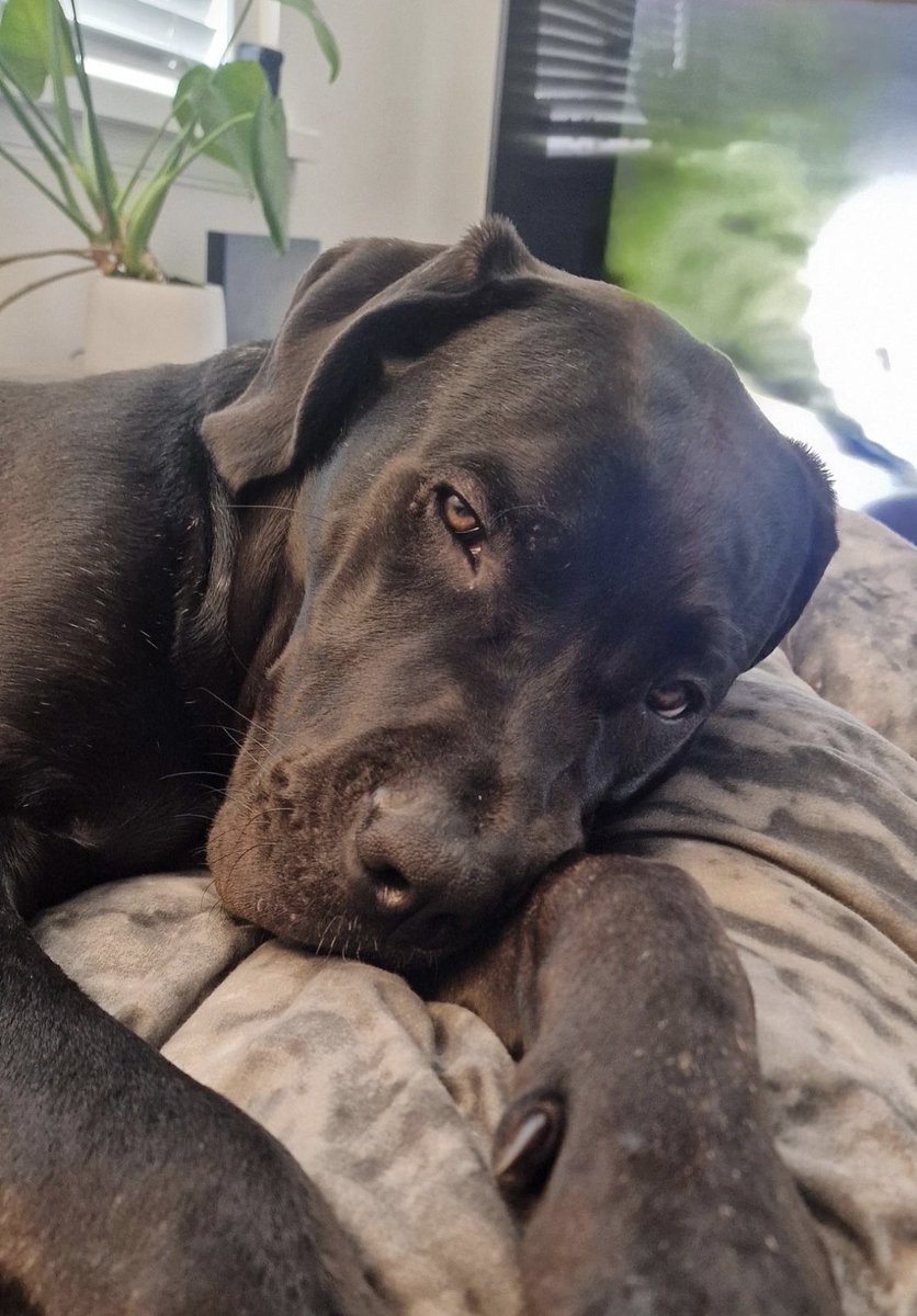 H2RScotland's tweet photo. Roman is a beautiful 8 month old Cane Corso! He’s looking for a new home, Scotland based. We cover the whole of Scotland. Can you please share his appeal? All his details are on our website here https://t.co/z58vVVCHk8 🐶 🏠 https://t.co/KhybZtyEQq