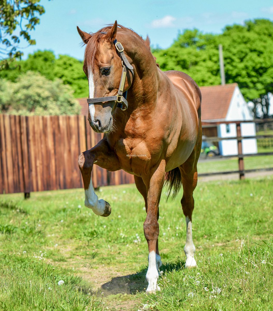 Michael Harris tweet media