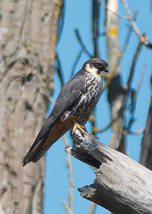 Still checking local sites for RFF but still having to make do with Hobbies performing their acrobatics. Stunning birds!