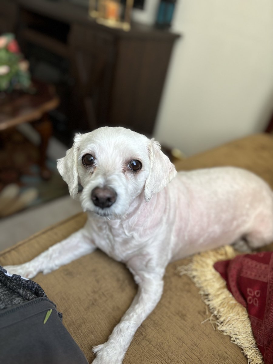 ManePear's tweet photo. pray for my dog yall he just got a horrible haircut https://t.co/lZ5wF8E5i4