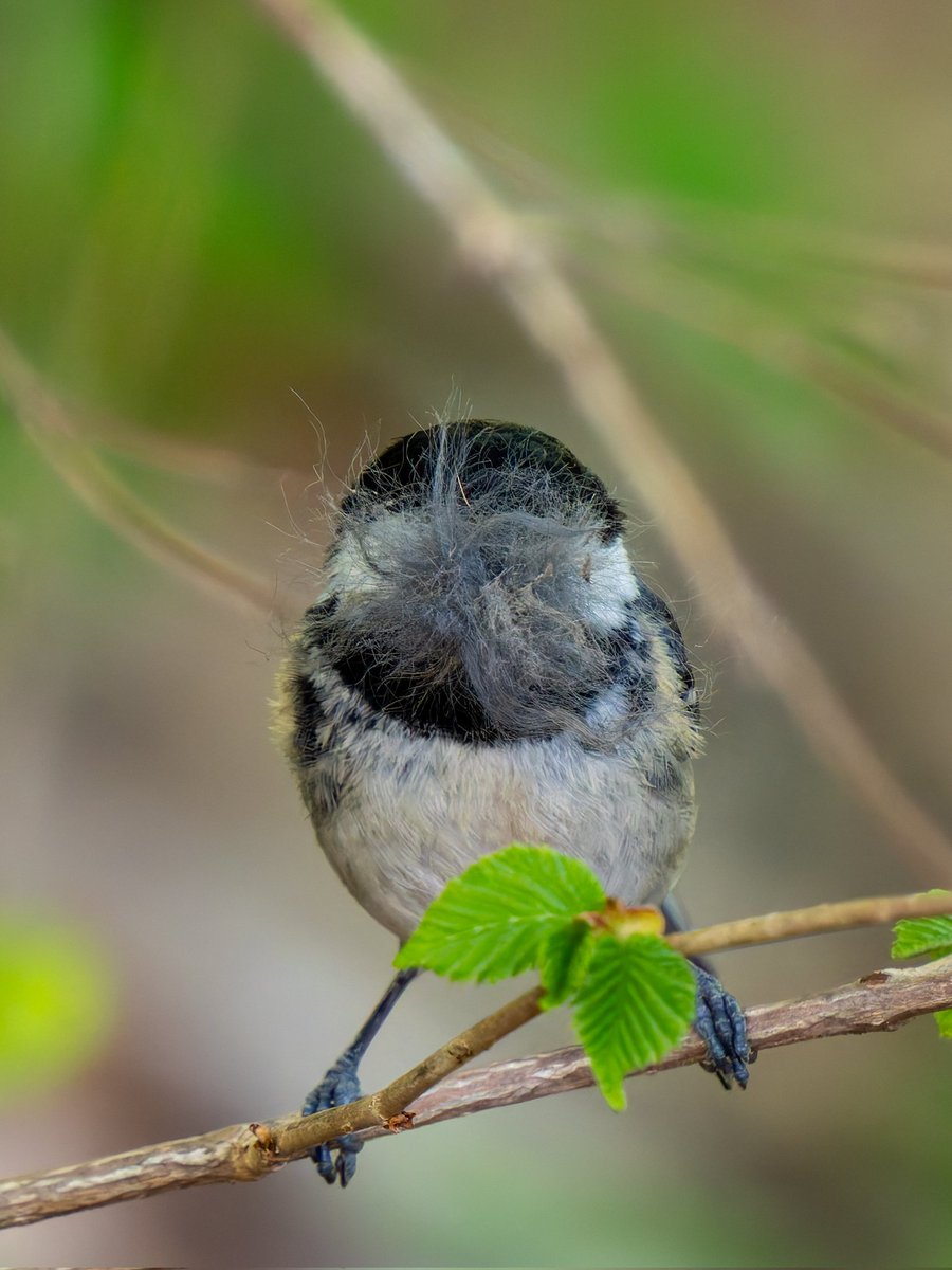 おはようございます٩(*´꒳`*)۶
 #ヒガラ  #野鳥