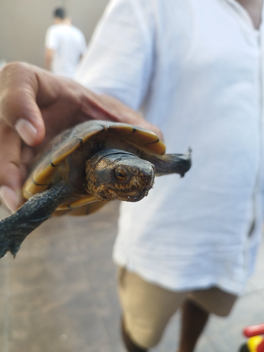 Nyvanthy's tweet photo. @Cdla_Guayacanes la encontramos en la calle en Guayacanes, asumimos que es mascota de alguien, si pueden compartir para encontrar al dueño 🐢 https://t.co/EyzbyhOo3U