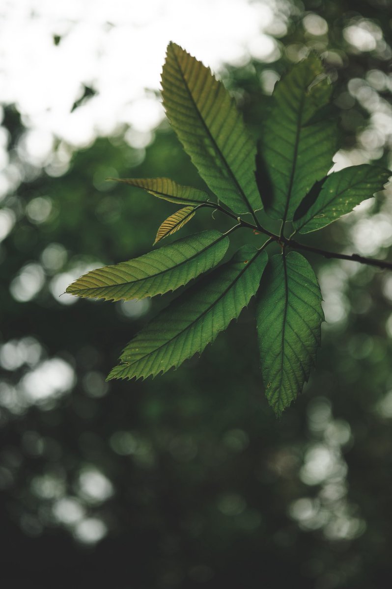 Hoy se ha excursionado. 🌿🌳💧