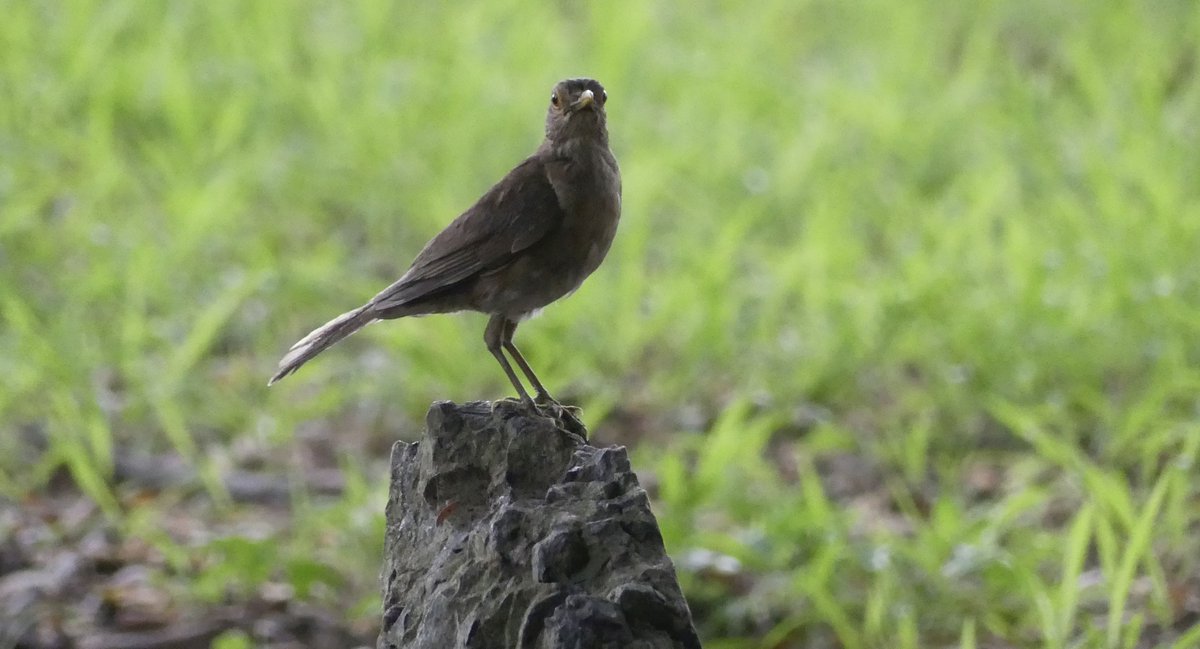 ZeebraDesigns's tweet image. #birds,#BirdsSeenIn2025,@WMBD Migratory Bird Day - Some great birds showed up for roll call: Ecuadorian Thrush, Ecuadorian Trogon, Ringed AND Green Kingfishers(!), Swallow-tailed Kite However, the most interesting encounter was with a Yellow-crowned Night Heron. See next post.