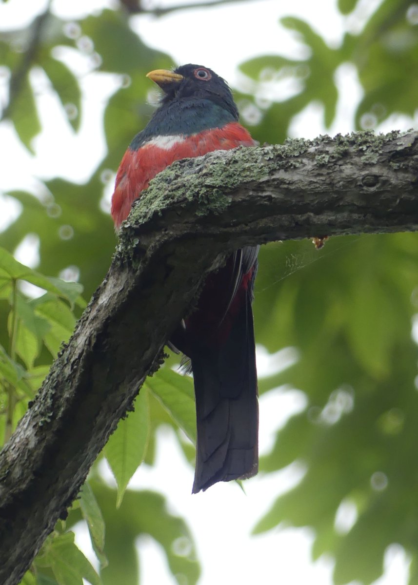 ZeebraDesigns's tweet image. #birds,#BirdsSeenIn2025,@WMBD Migratory Bird Day - Some great birds showed up for roll call: Ecuadorian Thrush, Ecuadorian Trogon, Ringed AND Green Kingfishers(!), Swallow-tailed Kite However, the most interesting encounter was with a Yellow-crowned Night Heron. See next post.