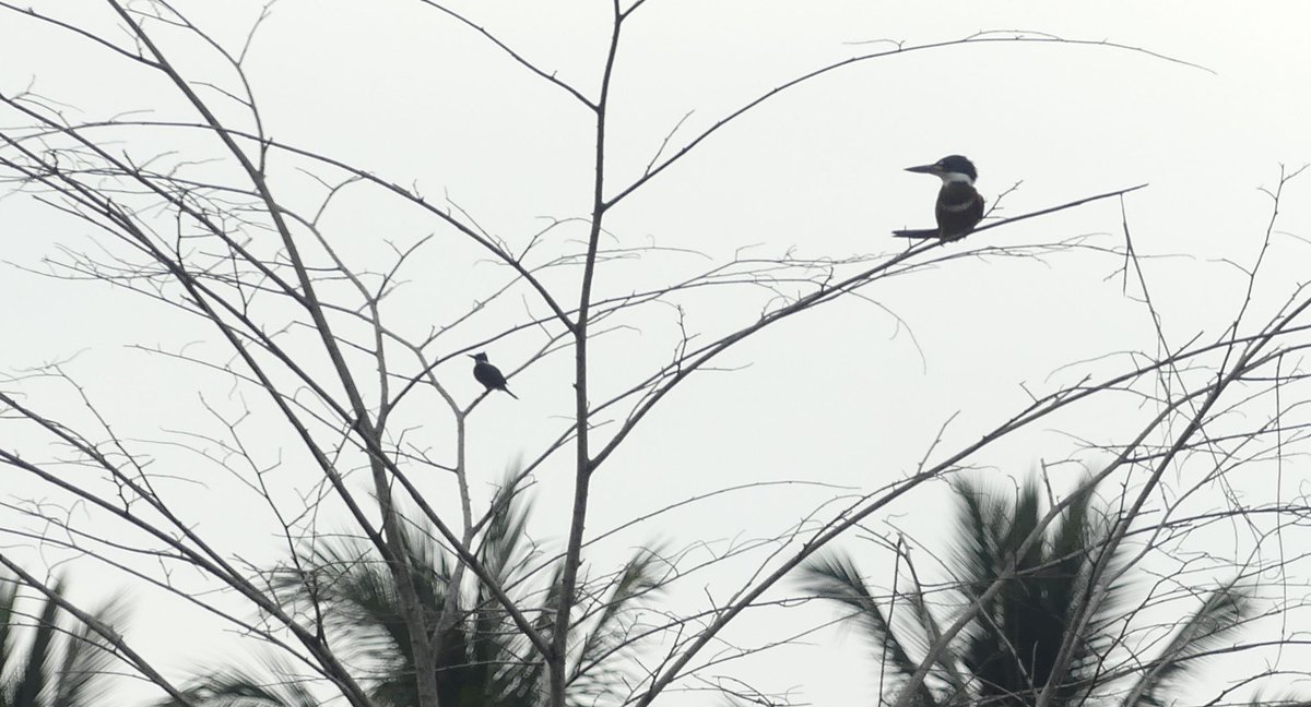 ZeebraDesigns's tweet image. #birds,#BirdsSeenIn2025,@WMBD Migratory Bird Day - Some great birds showed up for roll call: Ecuadorian Thrush, Ecuadorian Trogon, Ringed AND Green Kingfishers(!), Swallow-tailed Kite However, the most interesting encounter was with a Yellow-crowned Night Heron. See next post.