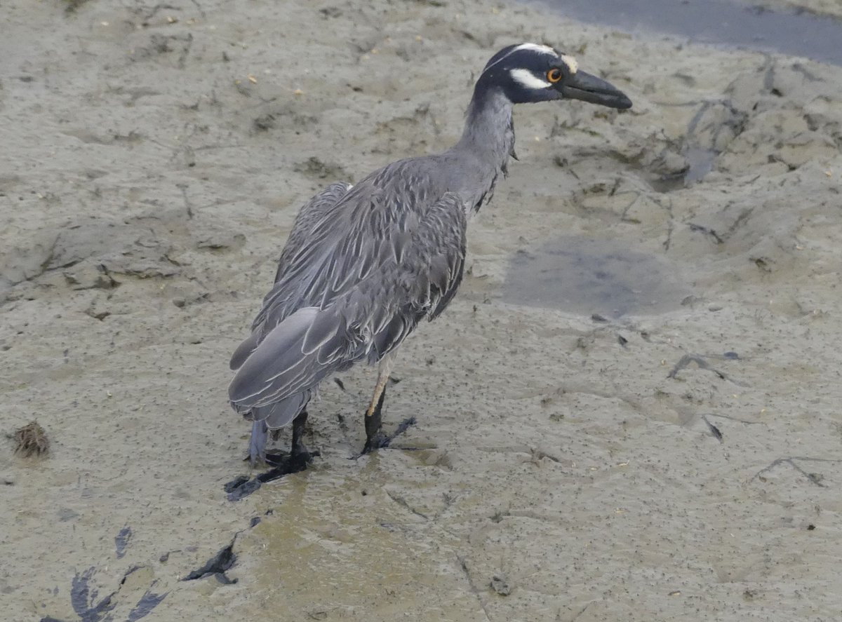 ZeebraDesigns's tweet image. #birds,#BirdsSeenIn2025,@WMBD Along a seldom-traveled road between rice fields, I first thought this bird was dead. But no, it seemed scared to move. The photos tell the story.
Of note, a Striated Heron and Kingfisher watched, so at least the bird has witnesses to its story!