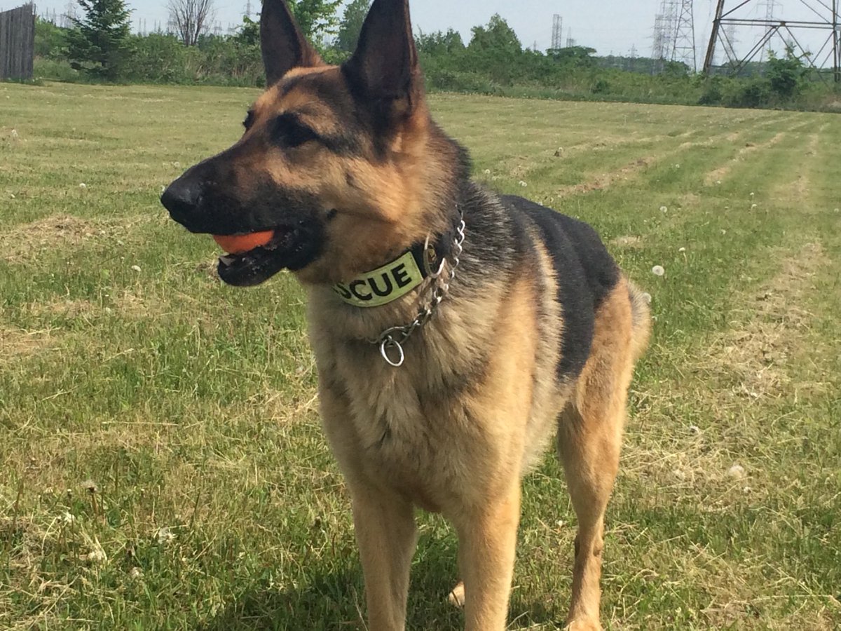 It is what a very heavy heart that I announce the passing a retired K9, Bobby passed at the age of 12 years old yesterday at a veterinarian hospital where he had a medical emergency. We will miss him dearly. He was dear  to all of us to all of us we’ll see you on the other side.