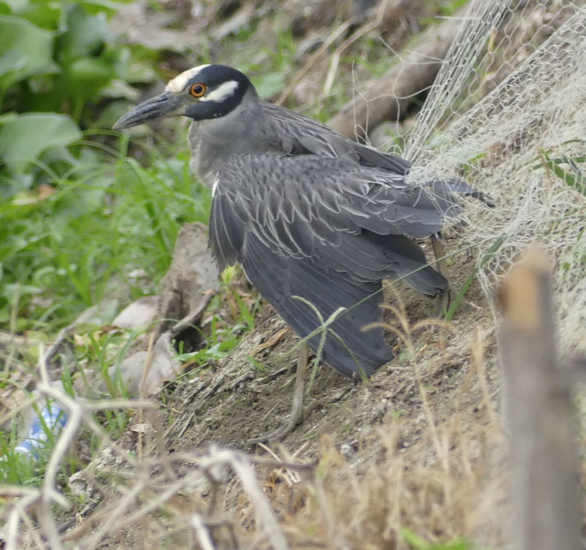 ZeebraDesigns's tweet image. #birds,#BirdsSeenIn2025,@WMBD Along a seldom-traveled road between rice fields, I first thought this bird was dead. But no, it seemed scared to move. The photos tell the story.
Of note, a Striated Heron and Kingfisher watched, so at least the bird has witnesses to its story!