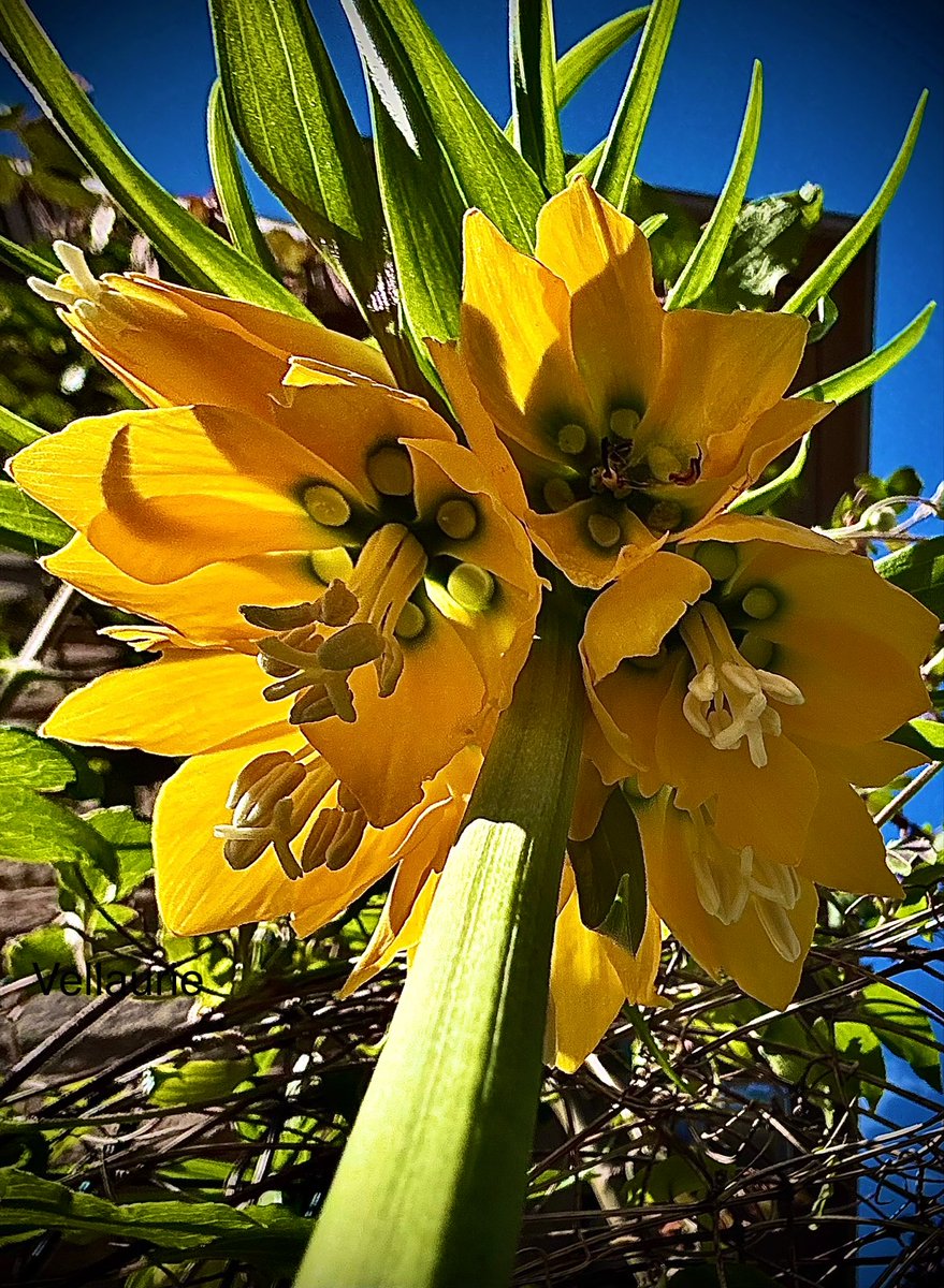 VijayEllaurie's tweet image. “Wishing you a serene evening filled with warmth, love, and cherished memories."
#SundayYellow #MyGarden #springbulbs  #Frittalaria #gardening #spring #nature #flowers #FlowersOnX