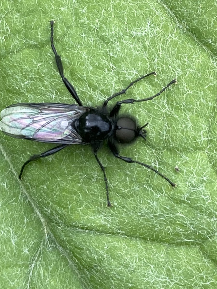 Susan Rodrigues tweet media