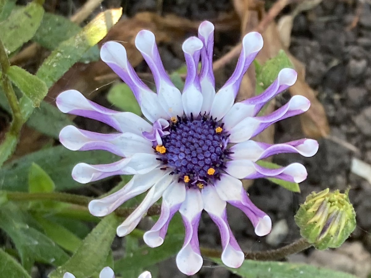 Susan Rodrigues tweet media