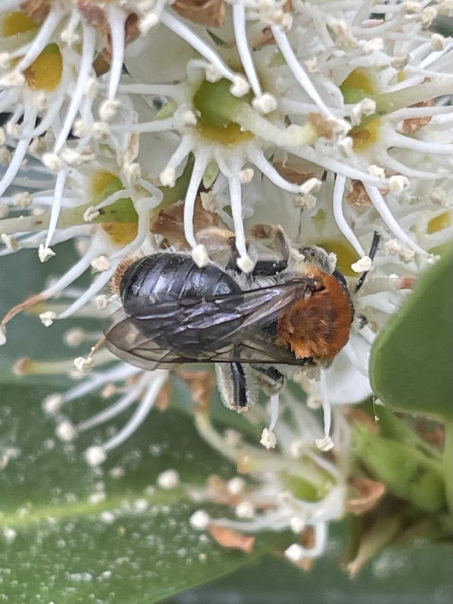 GaryWVC76's tweet image. Hi, 2 mining bees here, not sure if they are same species? Top one I think is Orange-tailed, not sure of the other. Are they identifiable from these photos? ⁦@StevenFalk1⁩