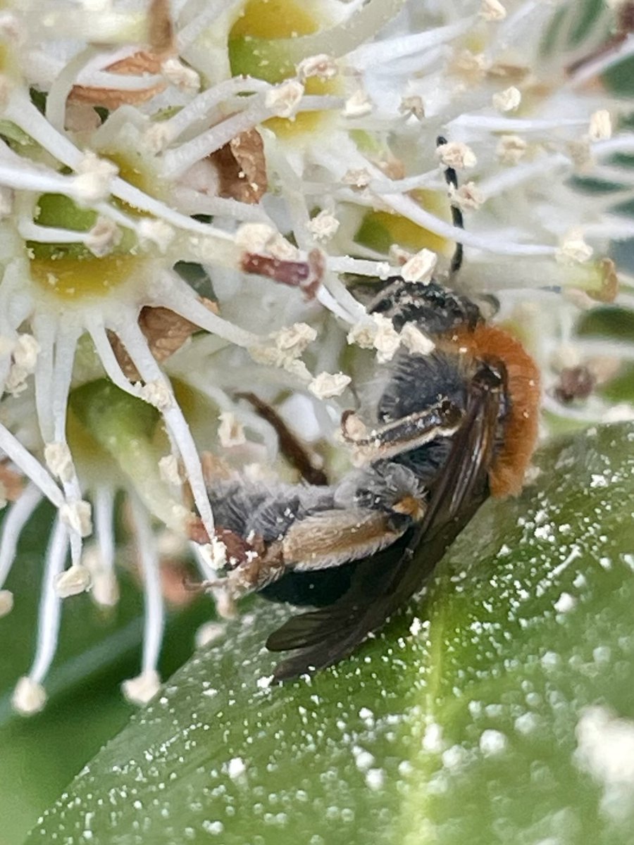 GaryWVC76's tweet image. Hi, 2 mining bees here, not sure if they are same species? Top one I think is Orange-tailed, not sure of the other. Are they identifiable from these photos? ⁦@StevenFalk1⁩
