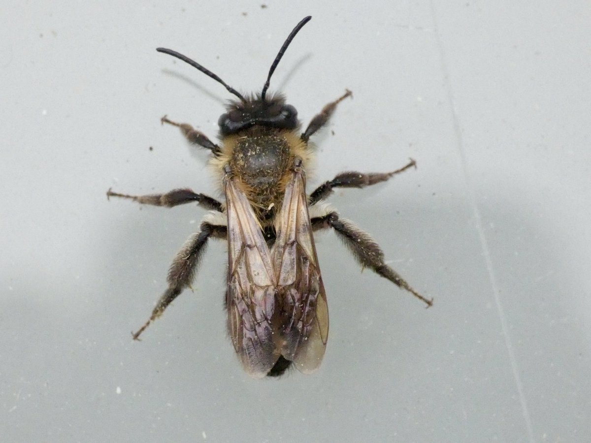 GaryWVC76's tweet image. Hi, 2 mining bees here, not sure if they are same species? Top one I think is Orange-tailed, not sure of the other. Are they identifiable from these photos? ⁦@StevenFalk1⁩