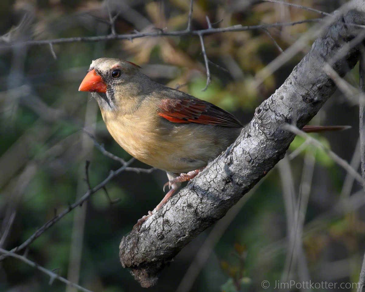 HappyPixr's tweet image. Unlike their flashy male counterparts, female birds often have muted colors for camouflage. This female Northern Cardinal is a perfect example – subtle beauty while staying safe.