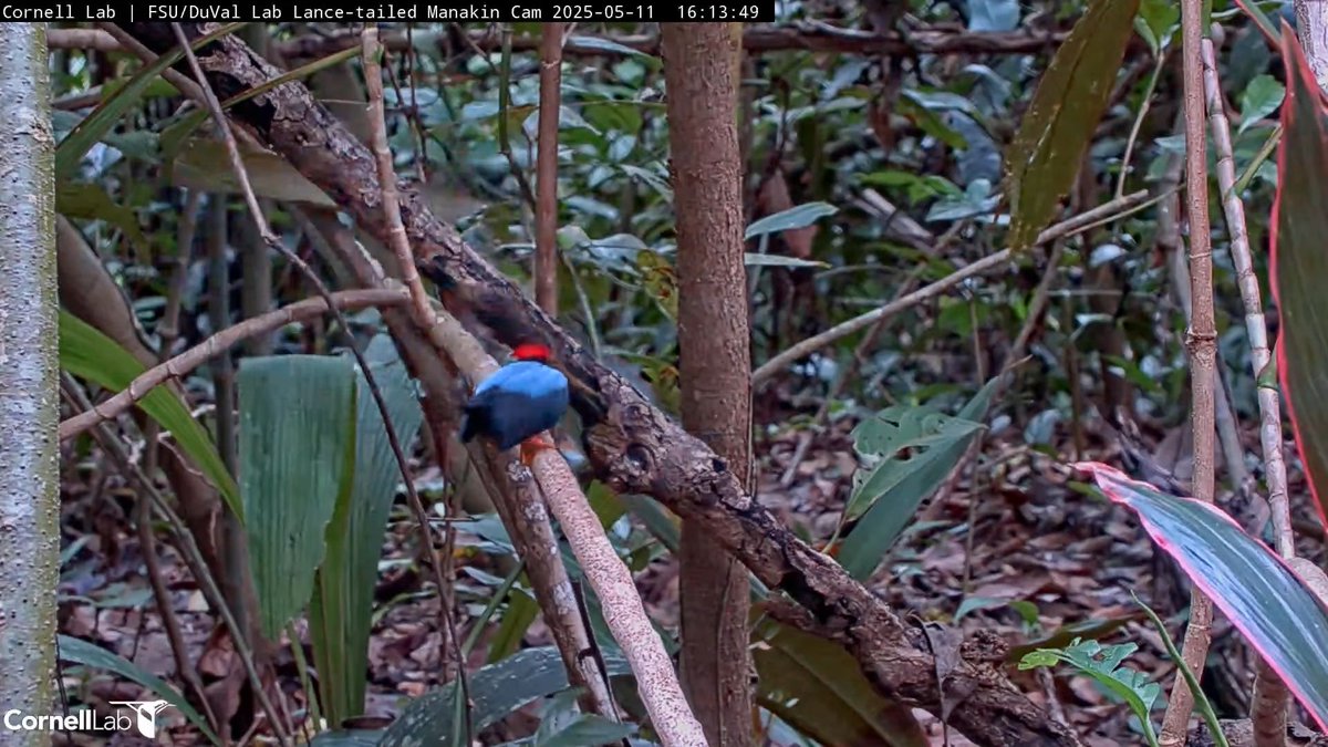 Lance-tailed Manakin Cam tweet media