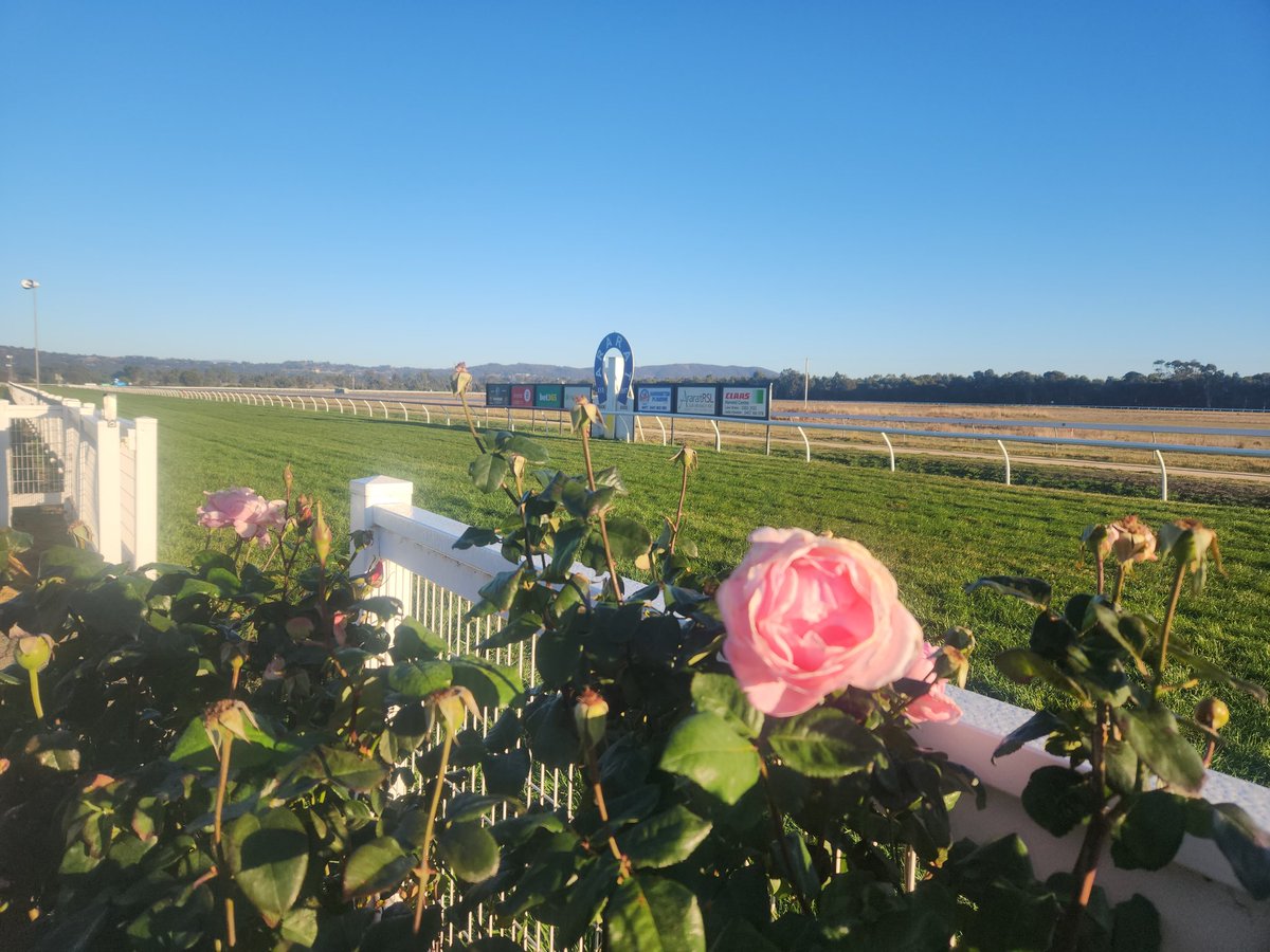 Trav Noonan (@travturf) on Twitter photo Former Italian galloper Tempesti won the opening Jump Out <a href="/araratturfclub/">Ararat Turf Club</a> in impressive style this morning over 1300m, beating the progressive Half Yours and Jericho Cup winner Nassak Diamond.
Great winter morning at Ararat 🌅🐎 Former Italian galloper Tempesti won the opening Jump Out <a href="/araratturfclub/">Ararat Turf Club</a> in impressive style this morning over 1300m, beating the progressive Half Yours and Jericho Cup winner Nassak Diamond.
Great winter morning at Ararat 🌅🐎