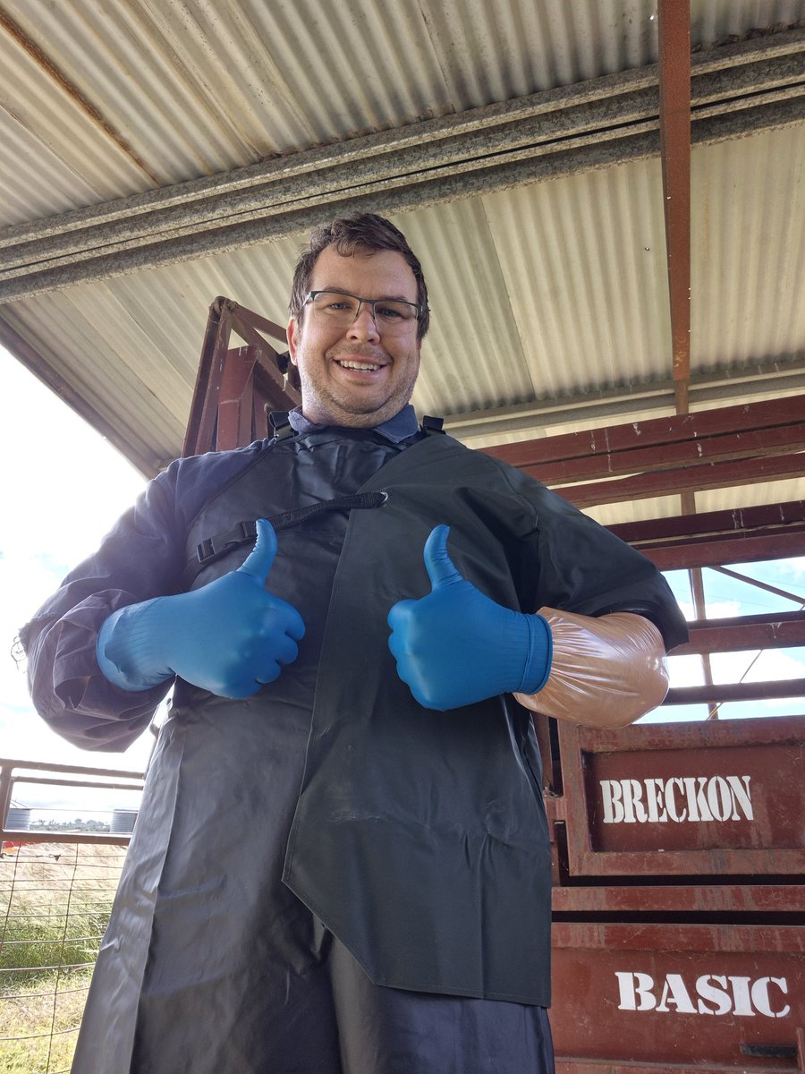 AussieCattleKid's tweet photo. A great day in the gloves yesterday.  Busy preg testing cows...
#PregTesting #PregTestingCows #GloveUp https://t.co/EmfG33KdU0
