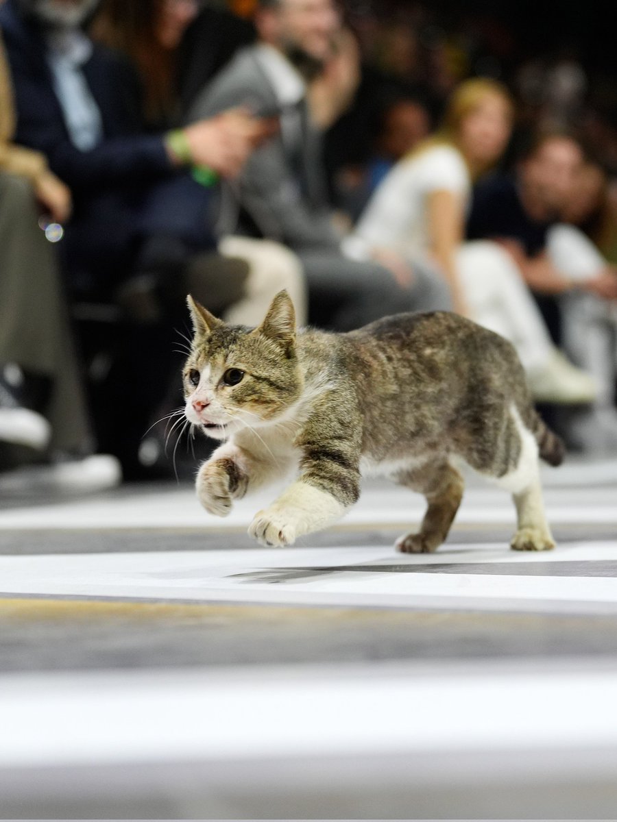 😸 Nadie se quiere perder la final 🏆
#basketballcl <a href="/BasketballCL/">Basketball Champions League</a>