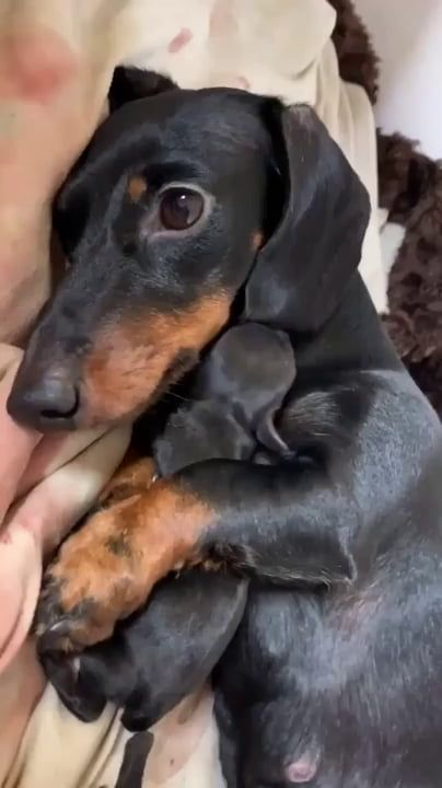 salsichinhas's tweet photo. Feliz dia das mães 🖤 https://t.co/T7hTGFvr22