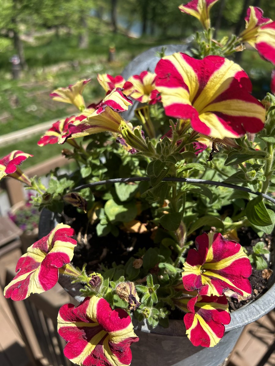 Ben Nichols (@_bennichols_) on Twitter photo Mothers Day Beauty 🌸 Mothers Day Beauty 🌸