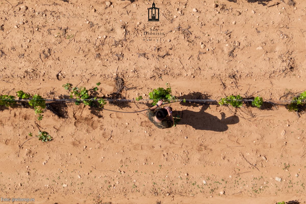 Bodegas San Dionisio (@sandionisio_) on Twitter photo Donde la naturaleza nos reta, la recompensa es aún mayor. 🍇
#sandionisio #vinosdejumilla #jumillawines #dopjumilla #monastrell #fuentealamo #vinosdealbacete #somm #sumiller #sommelier #cosasdelvino #aove #aceitedeoliva #almazara
📷<a href="/wineup_es/">WineUp! guia de vino/MKT y comunicación</a> Donde la naturaleza nos reta, la recompensa es aún mayor. 🍇
#sandionisio #vinosdejumilla #jumillawines #dopjumilla #monastrell #fuentealamo #vinosdealbacete #somm #sumiller #sommelier #cosasdelvino #aove #aceitedeoliva #almazara
📷<a href="/wineup_es/">WineUp! guia de vino/MKT y comunicación</a>