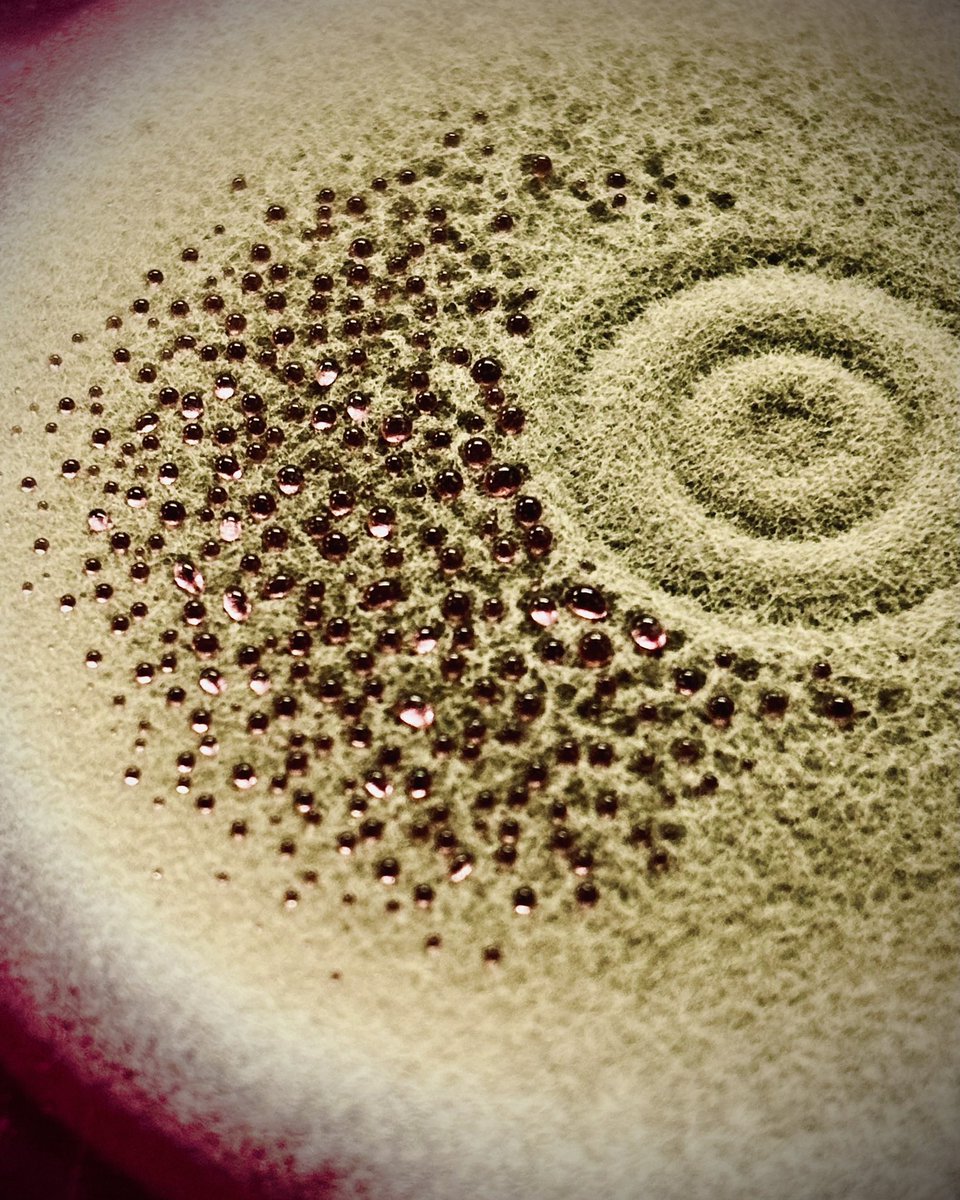 tasturm1's tweet image. #DescribeThatMicrobe #HappyMothersDay microbial style!  Fungal contamination on MSA agar with pink jewel like droplets on a fuzzy green carpet.  @ASMicrobiogy #fungi
 #scicomm