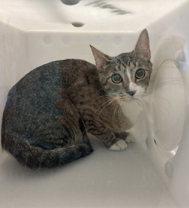 JLthekid9999's tweet photo. ๐๐MARCELLINE , 1 YO, FEMALE โ IN MANHATTAN ACC - came into the shelter as a stray on 4/18/2025. ๐๐ ๐ฟ ๐ฟ ๐ฟ ๐ฟ
โก๏ธTBD 5/13/25
โก๏ธ ONLY A BABY
โก๏ธ TOO LOW ON PLEDGES TO STIMULATE RESCUE INTEREST
โก๏ธ ๐๐ 2ND Chance on Emergency Placement List โ VERY URGENT โ ๐๐ ๐ฑ๐ฅ๐ฅ๐ฑ
โก๏ธ 24 DAYS IN SHELTER โ TOO LONG โ TIME IS RUNNING OUT
โก๏ธ MARCELLINE IS ON THE EPL FOR BEHAVIORAL REASONS - She is not thriving in the care center and continues to display distance-increasing behavior when approached for interactions. She has not warmed up despite staff using treats to build a positive association. This designation often means the cat is given very little time for rescue/foster/adoption. ๐ฅ๐ฅ๐ฅ๐ฅ
I would appreciate slow introductions to new people and places to help me feel safe. I'm sensitive and shy. I'll need extra help from you. I am looking for a home with a patient person. Marcelline interacts with the observer, tolerates attention and petting, but appears moderately/somewhat fearful or stressed in the shelter. She may be a little more independent, and may need time to warm up to her new home. โค๏ธ ๐ปโค๏ธ ๐ปโค๏ธ ๐ป
NEEDS OUT OF SHELTER ASAP โ
Please RT or pledge, if you can, to save this little one.
@AdamsPaulGrimke
๐๐ฟ๐Thank you