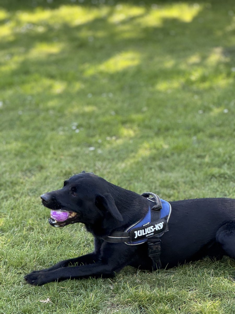 MinsterMutts tweet media