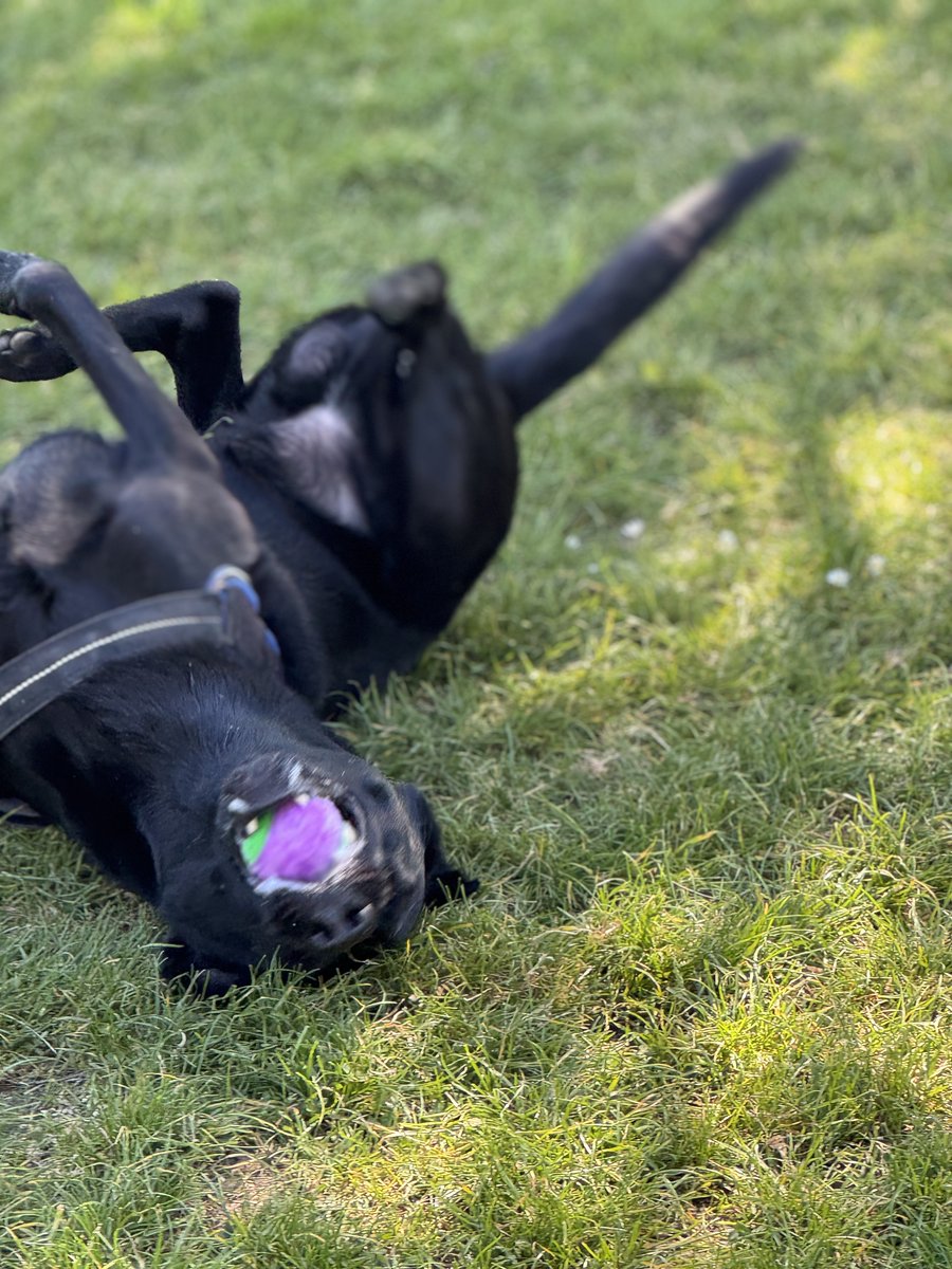 MinsterMutts tweet media