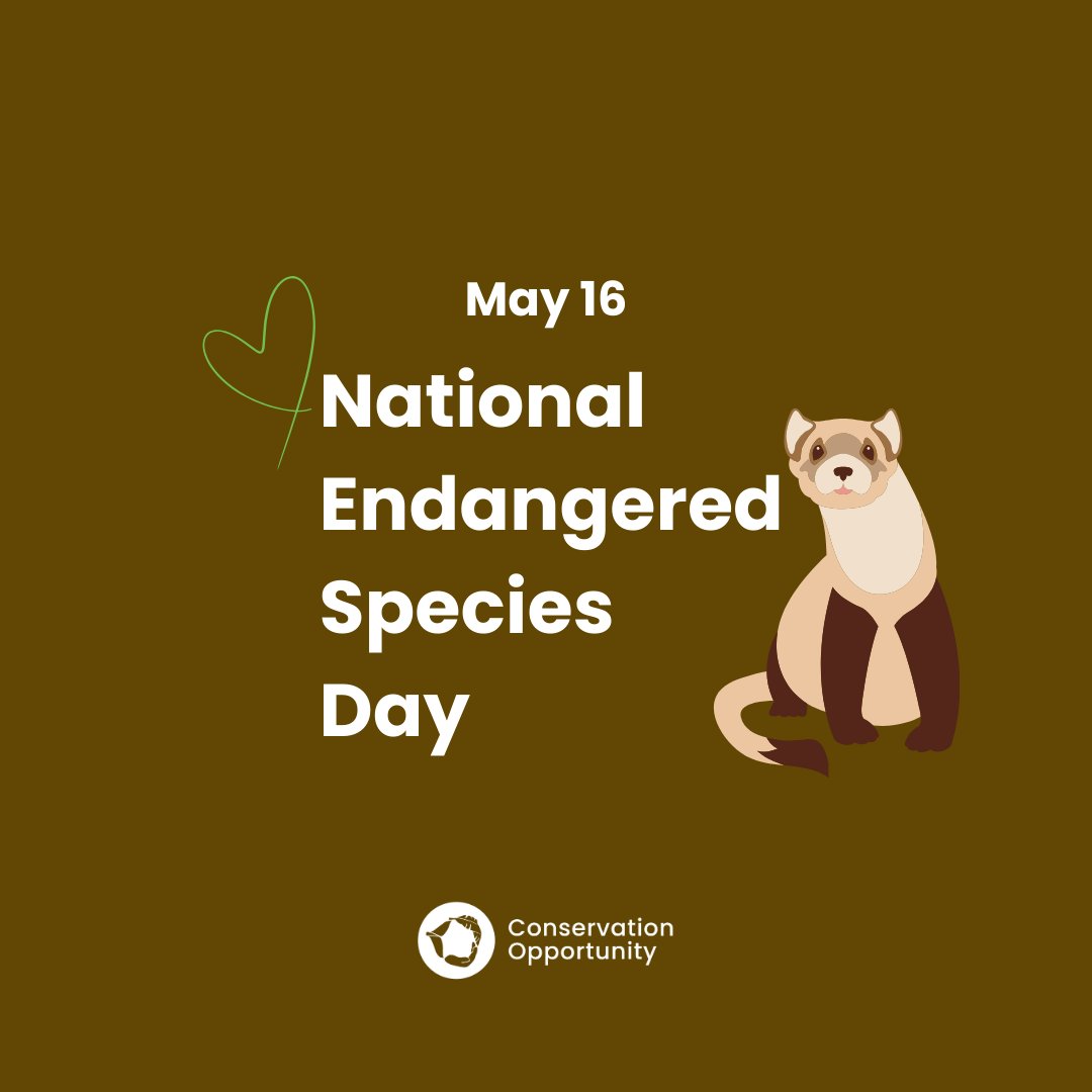 ConservationOpp's tweet image. Hoy es el Día Nacional de Especies Amenazadas🦋
La Union Internacional para la Conservación de la Naturaleza (IUCN por sus siglas en ingles) estima que 47,000 especies se encuentran en vías de desaparecer, lo que supone el 28% de todas las especies registradas a nivel mundial ⚠️