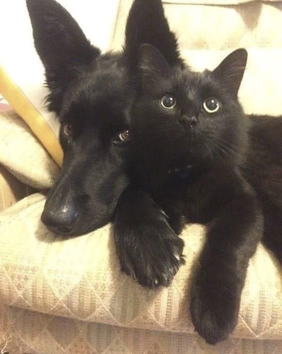 Black cats are not bad luck (@visualscat) on Twitter photo 