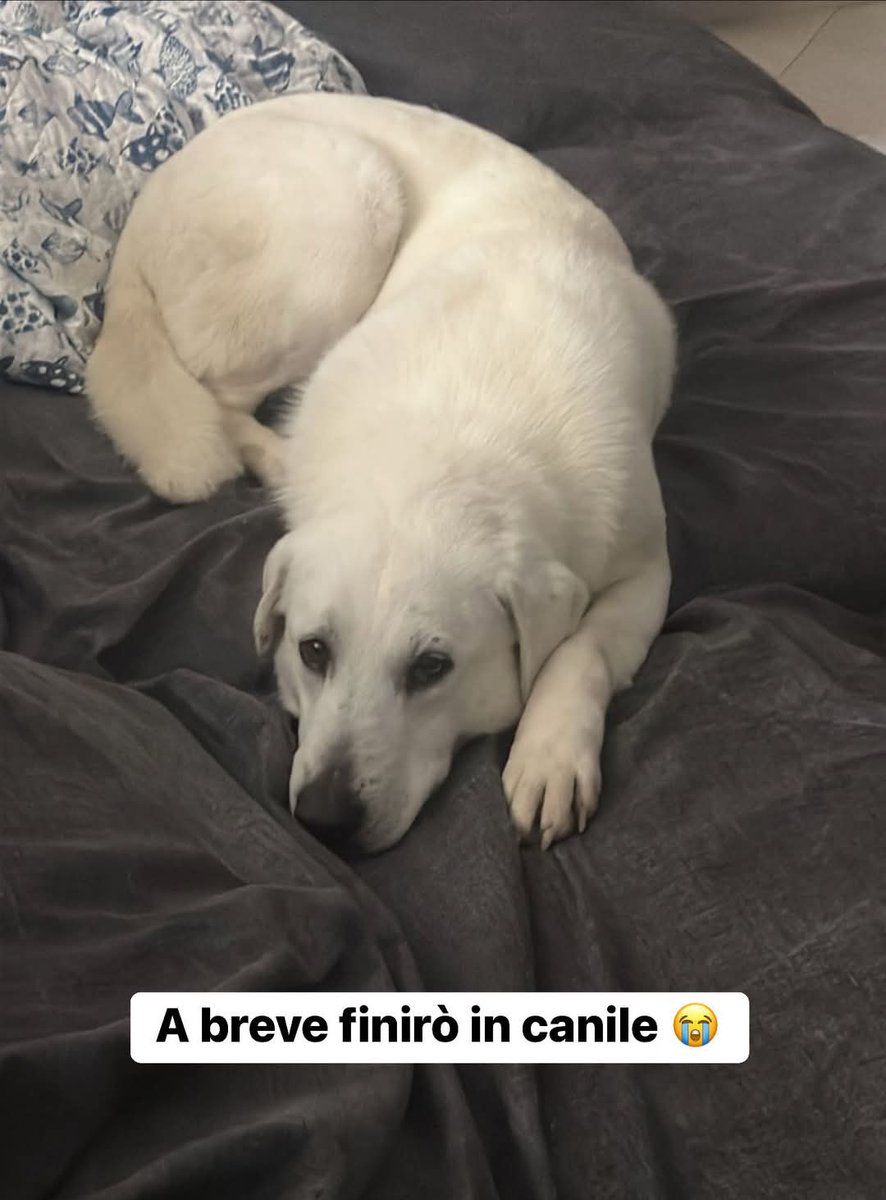 ❌ APPELLO DISPERATO ❌

🆘🆘🆘🆘🆘🆘🆘🆘🆘🆘🆘🆘🆘🆘🆘🆘🆘

RINUNCIA DI PROPRIETÀ 😭

ABBIAMO POCHI GIORNI DI TEMPO PER EVITARE IL CANILE 😭

MILA DUE ANNI PERFETTAMENTE IN SALUTE RISCHIA DI ESSERE RINCHIUSA IN UNA GABBIA A VITA . 

MILA VA D’ACCORDO CON I SUOI SIMILI È UNA