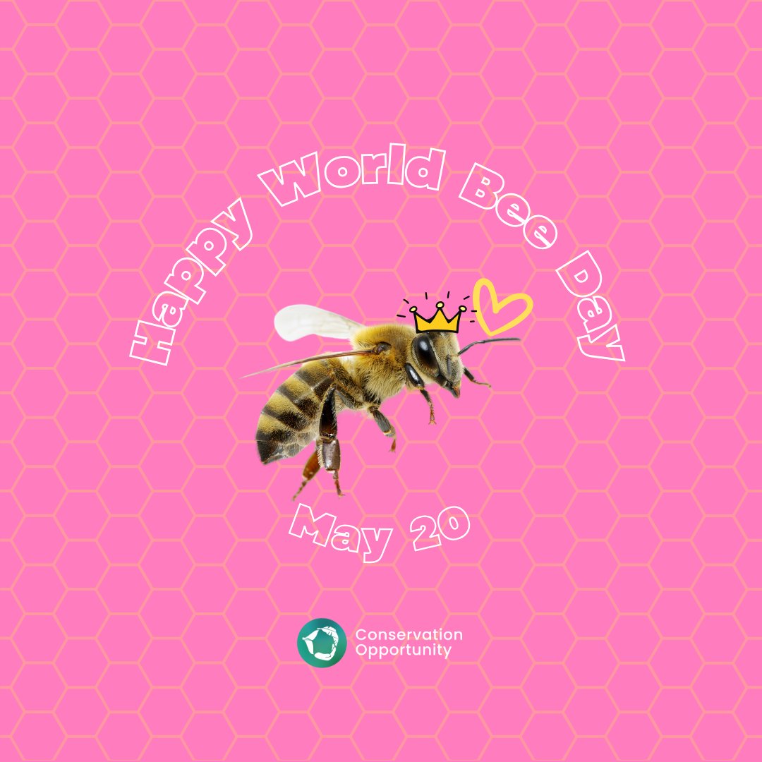 ConservationOpp's tweet image. 🌎🐝Feliz Día Mundial de las Abejas🐝🌎

Hoy celebramos a nuestros pequeños héroes y su enrome aportación en nuestro planeta. Las abejas, al igual que otros polarizadores, sostienen la biodiversidad y nos ayudan a cosechar los cultivos de los que tanto dependemos 🍒
#WorldBeeDay