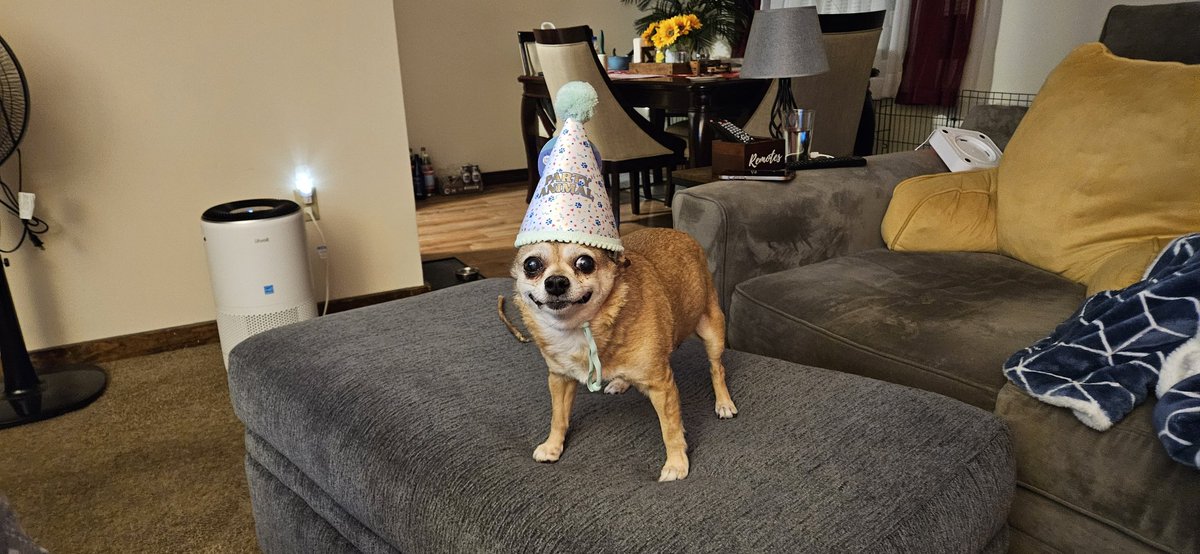 Leo the Chihuahua 🐶🇺🇸🇨🇴🗽 tweet media