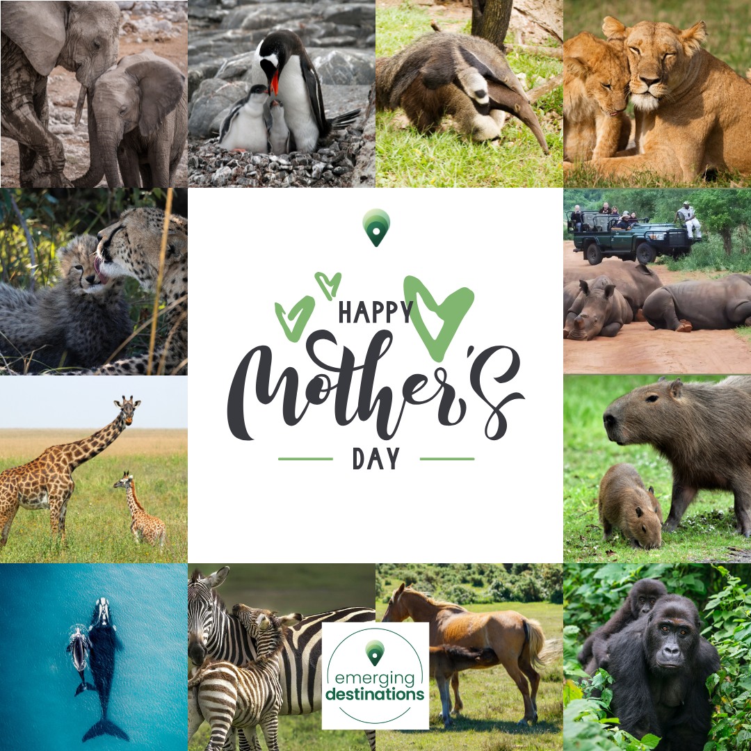 Emerging Destinations tweet media