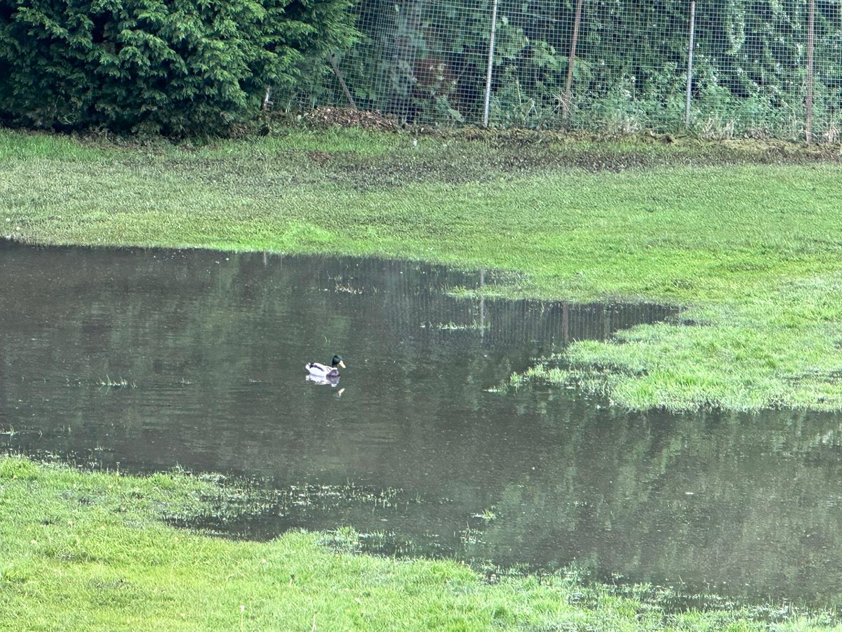DiagonalTigers's tweet photo. Incredibly, this is what the outfield at Woodhouse looked like a year ago - a duck pond
Compare that to the parched grounds we have at the moment! https://t.co/8WY427pX2a