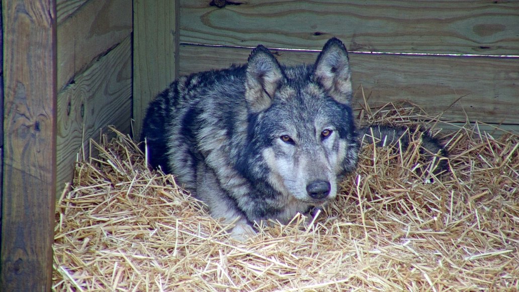 AlveusSanctuary's tweet photo. BIG ANNOUNCEMENT

After almost 4 months, Akela will finally be joining Awa in the wolf enclosure tomorrow!!

Join us on @mayahiga's channel @ 12pm CT 🐺💚 https://t.co/CvlBtiFDVh