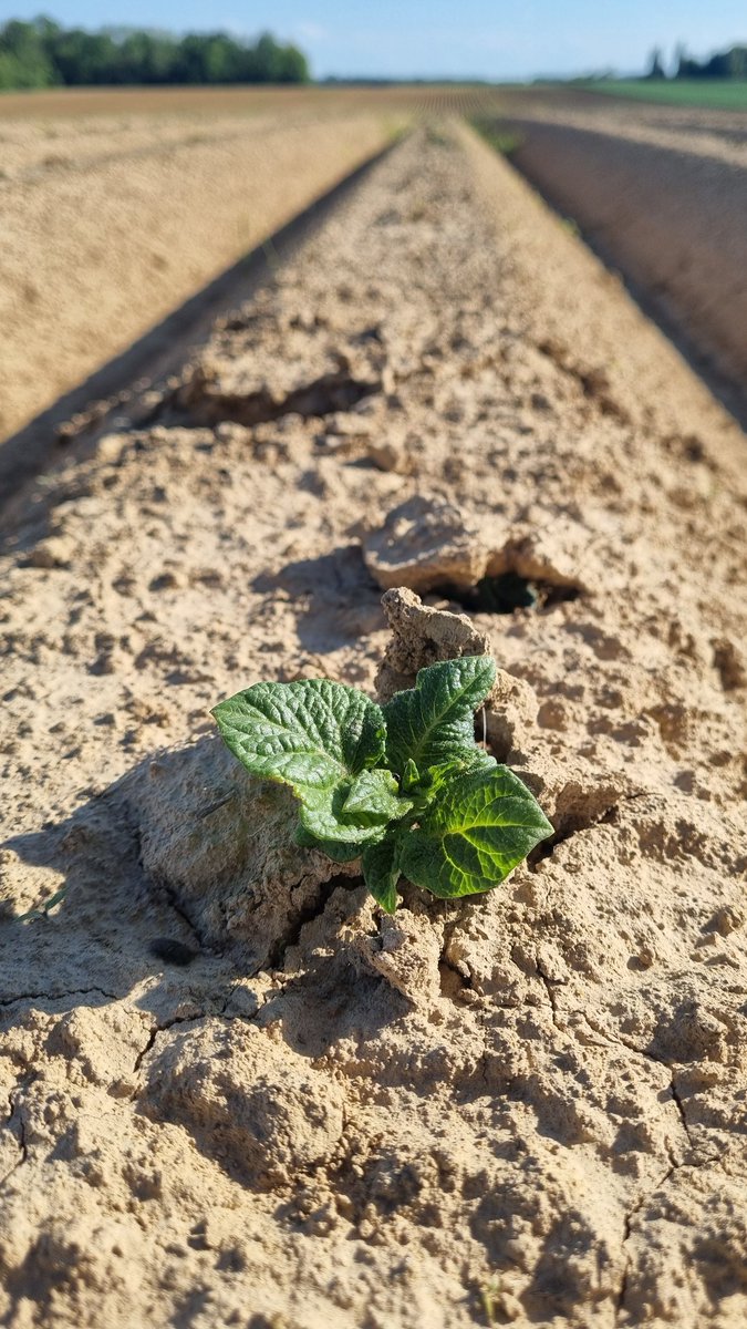 Benj' Thi🇫🇷🍎🥔 tweet media